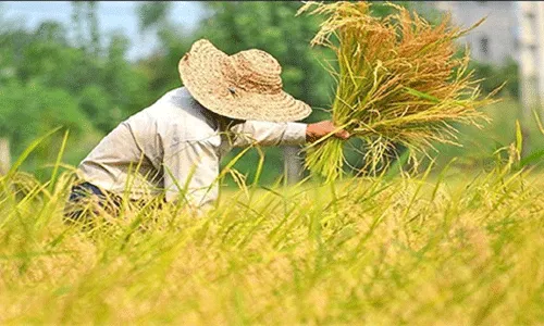 کود های حیاتی در پرورش گیاهان