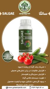 سالگا