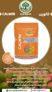 کالوین