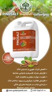 پینوسالت
